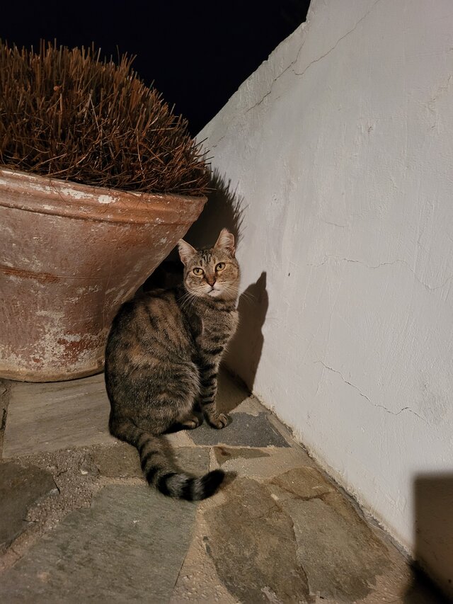 Avti (oreille) un des chats du coin, fréquente visiteuse